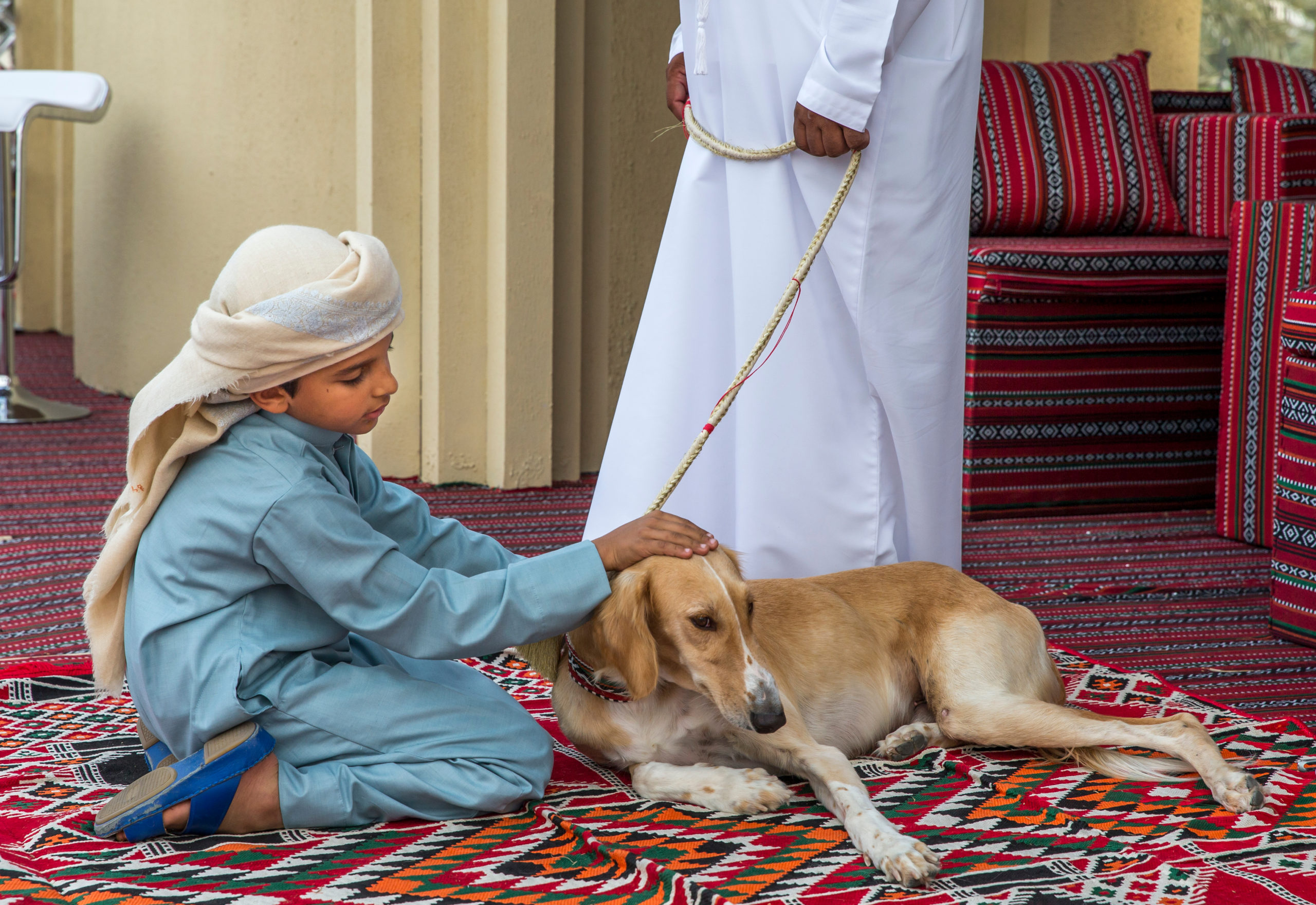 Fast and clever, the Saluki, an Arab dog breed, has been a hunting and guard dog for desert people in the Arabian Peninsula for 5,000 years.